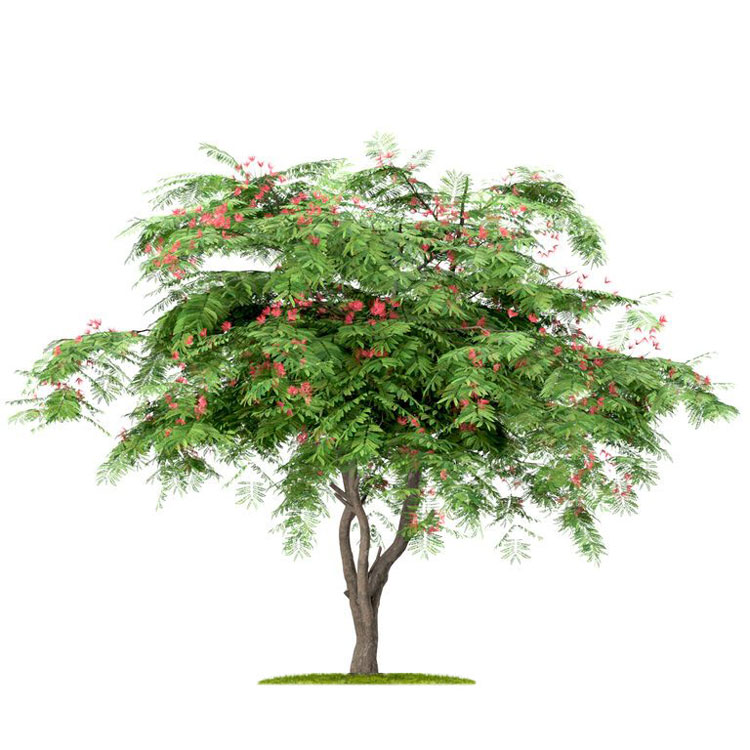 نهال ابریشم ایرانی (شب خسب )